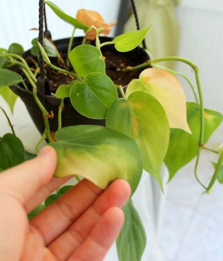 how to have lush healthy houseplants with less watering, gardening, home decor