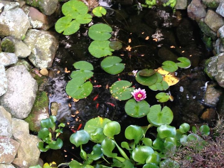 our backyard oasis pond waterfall , diy, landscape, outdoor living, ponds water features